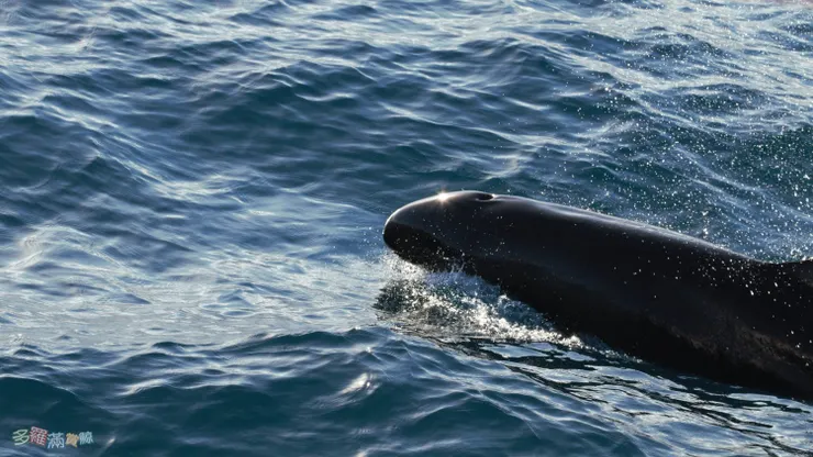 多羅滿賞鯨_文化幣