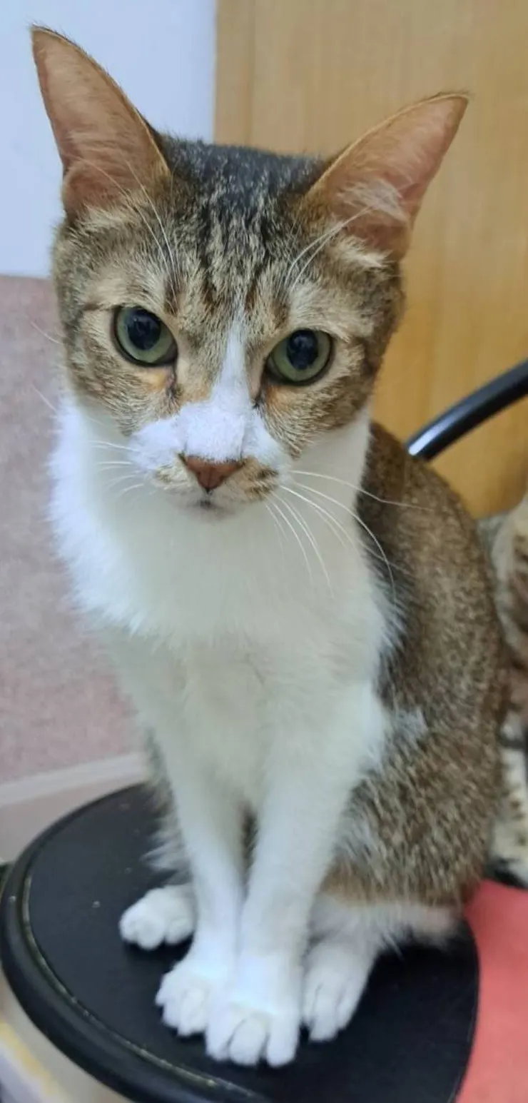 白底虎斑哥哥(媽咪提供)