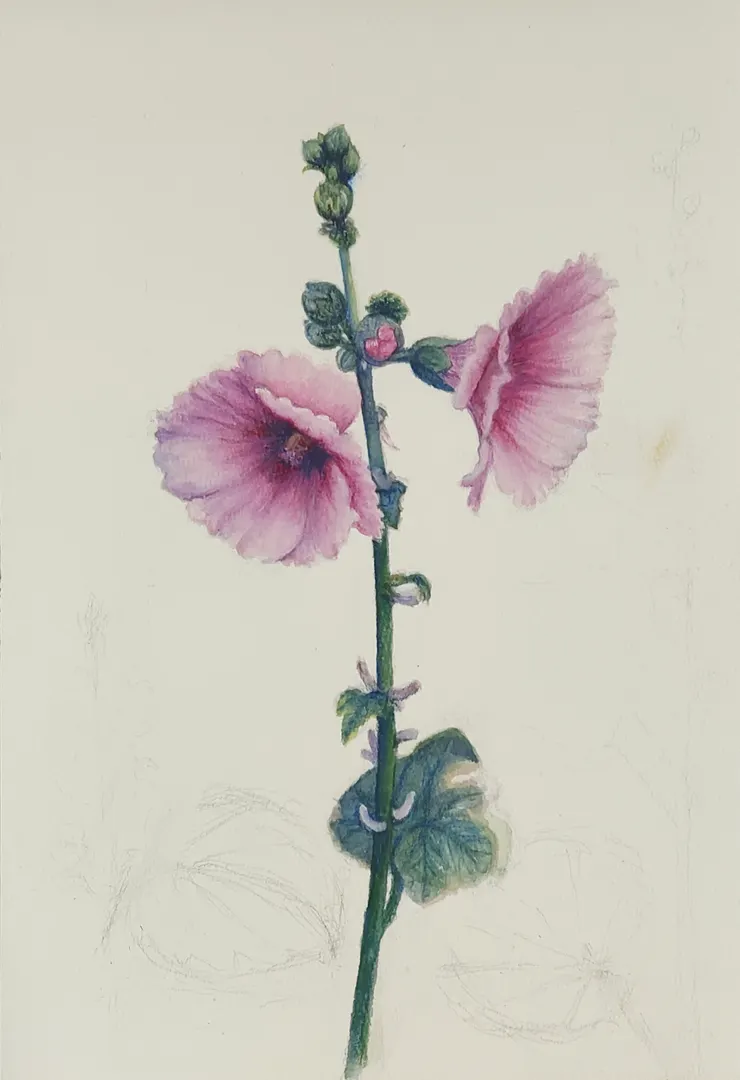 蜀葵之一，水彩，8開。背景未上色，當時構思，如要畫背景該怎麼畫，因此留有鉛筆稿，這是最近期的畫作。
