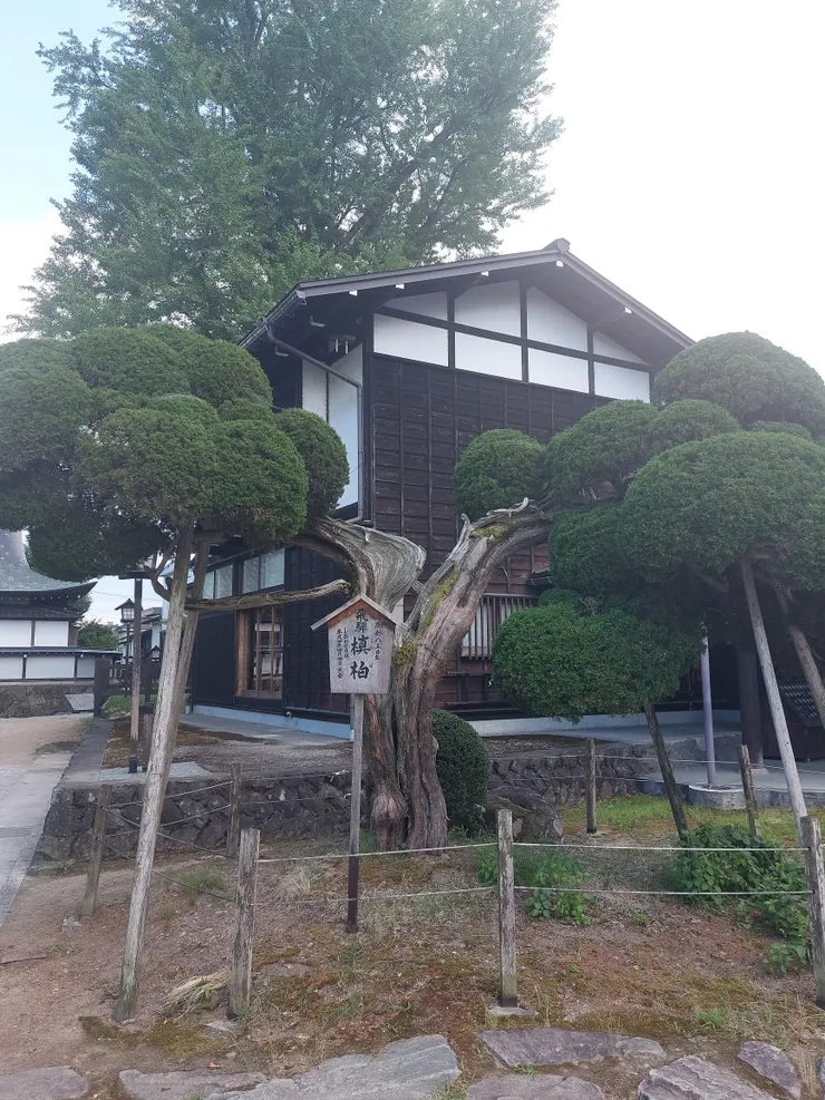 在古色古香的木造房屋旁的柏樹，上面的告示牌寫著樹齡已經超過850年了！