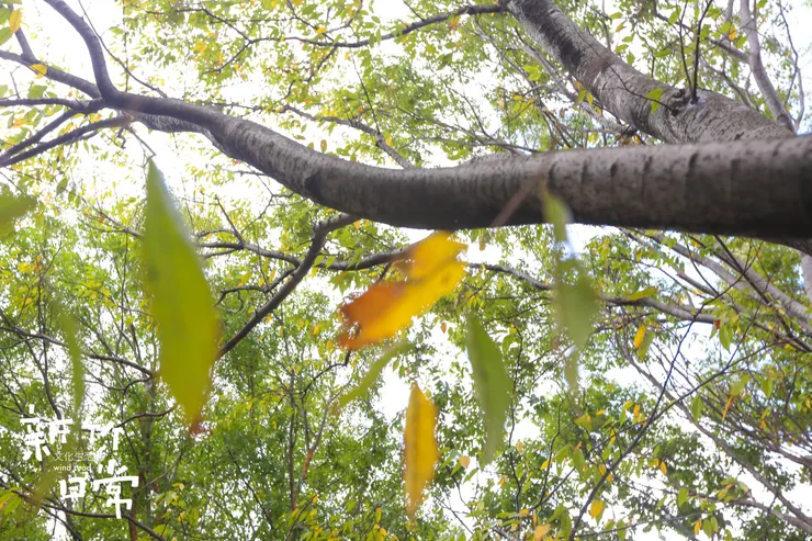 心頭抗拒的「新竹風」,使青葉黃葉顫抖。