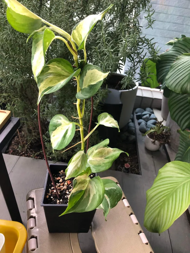 弟弟還特地用支架固定呢！