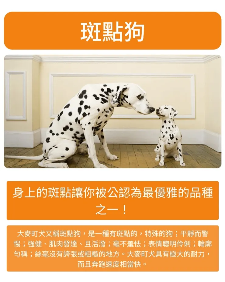 圖片來源：Jebey手機截圖/測測你的性格最像哪種狗狗？ - arealme.com