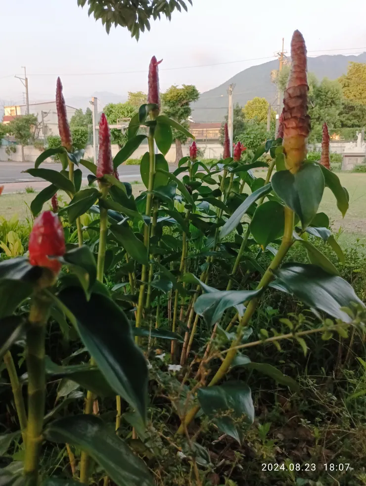 閉鞘薑俗稱土地公拐杖