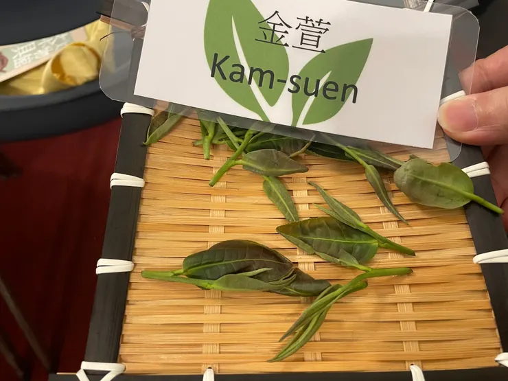 福建金萱（照片由作者拍攝）