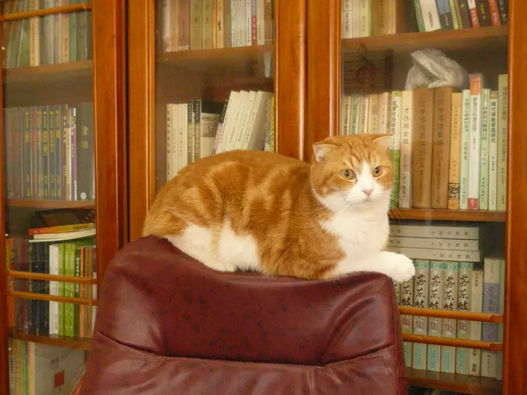 黃小咪佔領我的椅子(李建崑攝影)