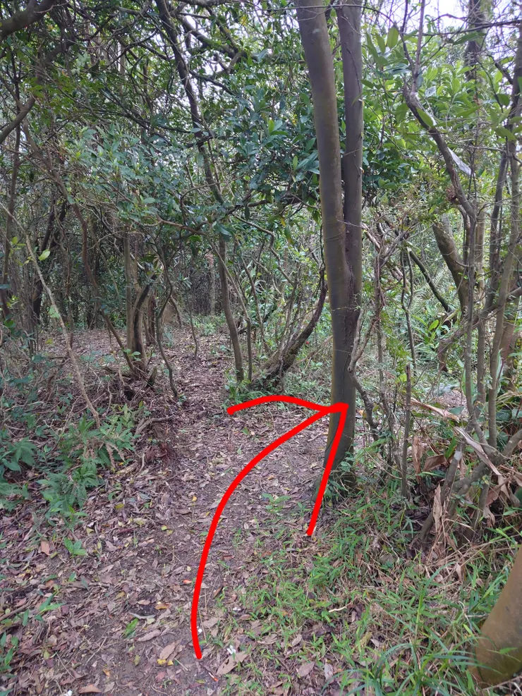 三角嶺山三角點旁邊有一個不像路徑的叉路，是正確路徑，而非直走，或許登山協會可以多綁一些布條，這樣就不會傻傻地直走