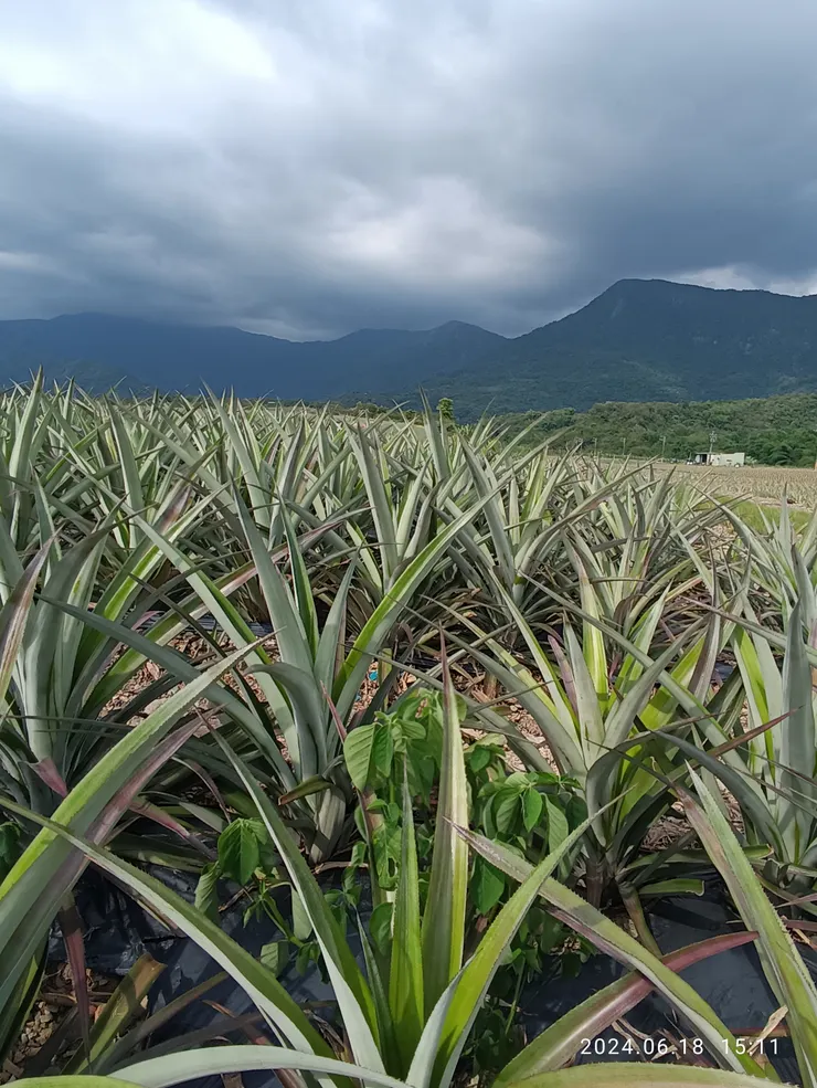 185縣道的鳳梨海