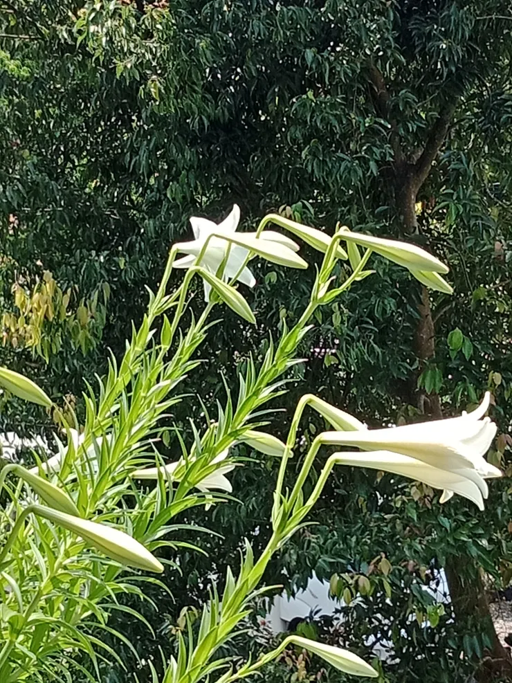 另外一家鄰居種在陽台的百合花