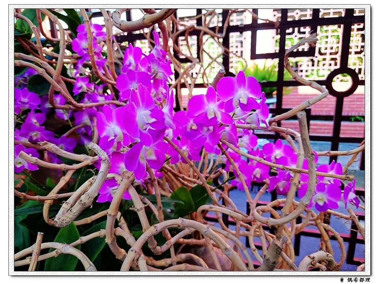 【2022秋季蘭花暨盆花展】