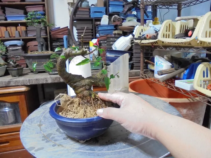 換土洗根與配盆