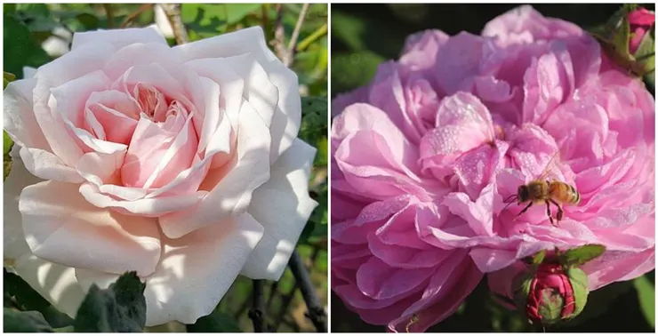 (左)莫梅森的紀念品&nbsp; &nbsp;&nbsp;(右)悉多尼