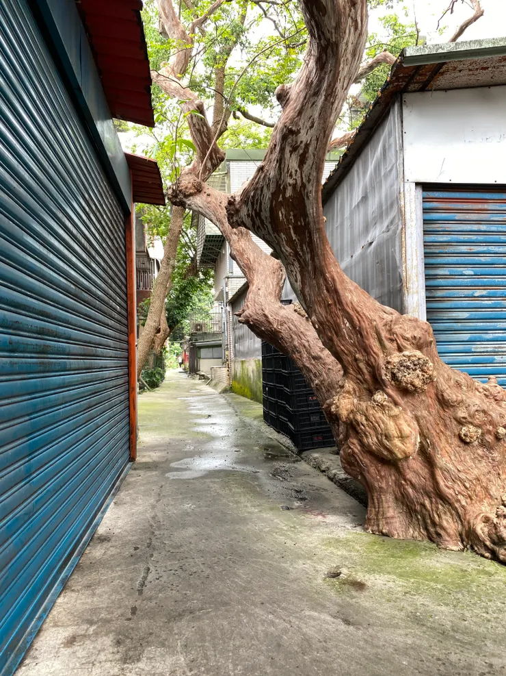 九穹樹下是大坪林圳西幹線二十張東支線的流徑