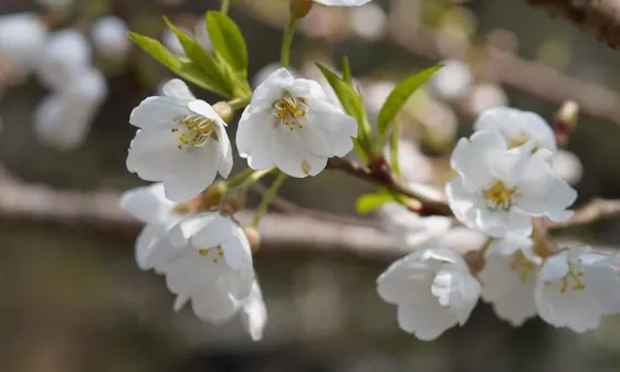 白色櫻，不知道白色又會令你聯想什麼呢？