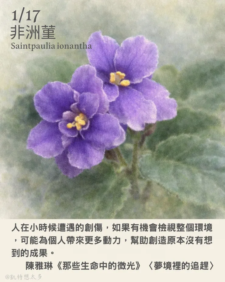 《一日一花・一句》｜1 月 17 日｜非洲菫×陳雅琳《那些生命中的微光》〈夢境裡的追趕〉