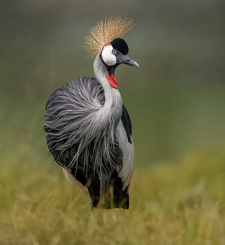 灰冠鶴。由 Photograph by Chris Down, CC BY 4.0