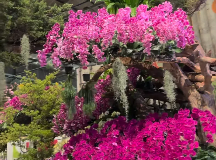 2025 亞太蘭花會議暨台灣國際蘭展