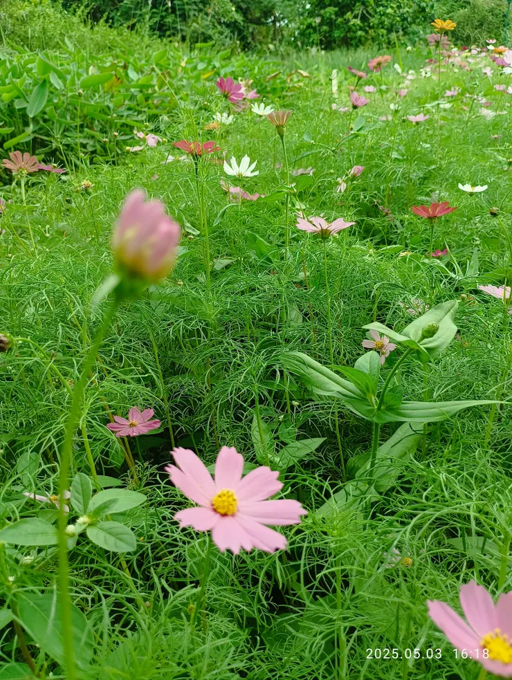 蜂蝶蜜源波斯菊，自拍攝