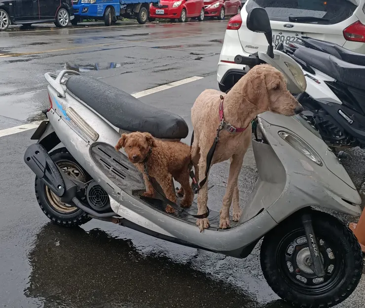 路上看到的狗狗,跟著主人出門,變成落湯狗,突然下雨😯