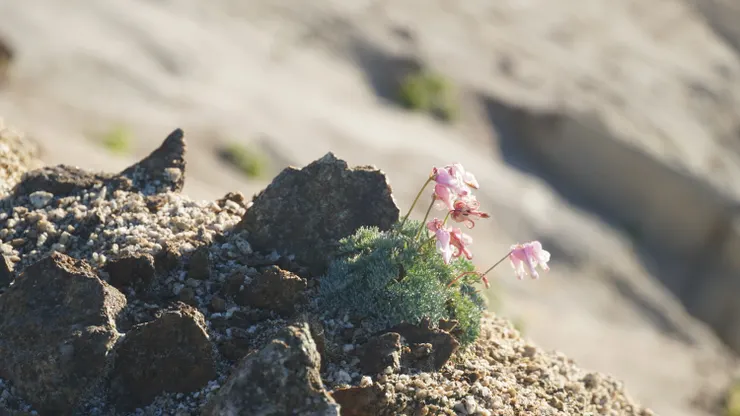 花形像是馬頭的駒草