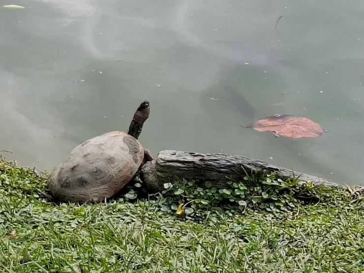 龜(高于婷攝影)