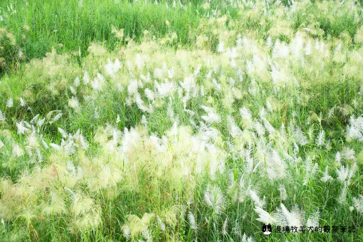 不同色彩的組合，形成美麗的樣貌