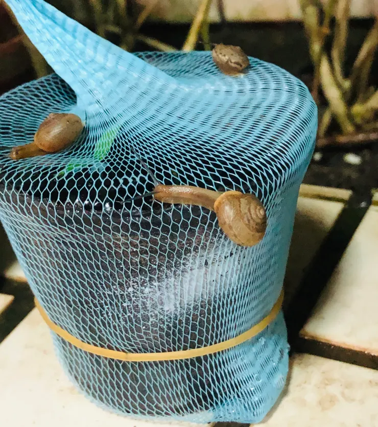 流理台濾網發揮防蝸牛作用