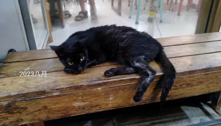 八月麵店前長椅上的醜小黑