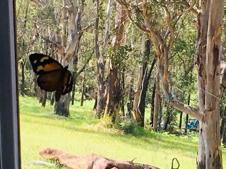白天連蝴蝶也飛進來
