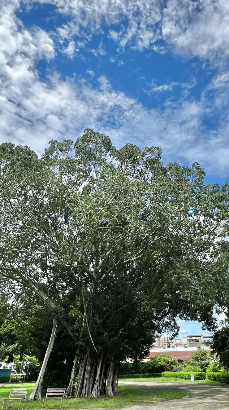 20250615國立公共資訊圖書館附近的大樹