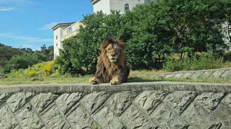 過一下子就會換成正對獅子了