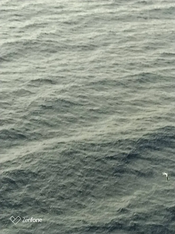 圖四.1：海鷗陪伴郵輪飛行+高空下潛吃魚+休憩在海面