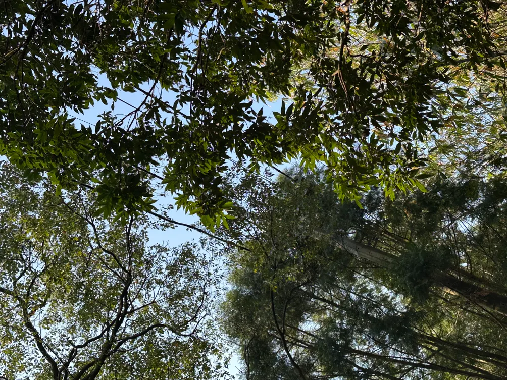 Lily’s Whisperland 