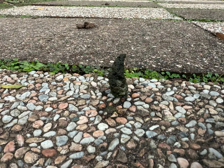 2026/03/10 鴨子大便高高的