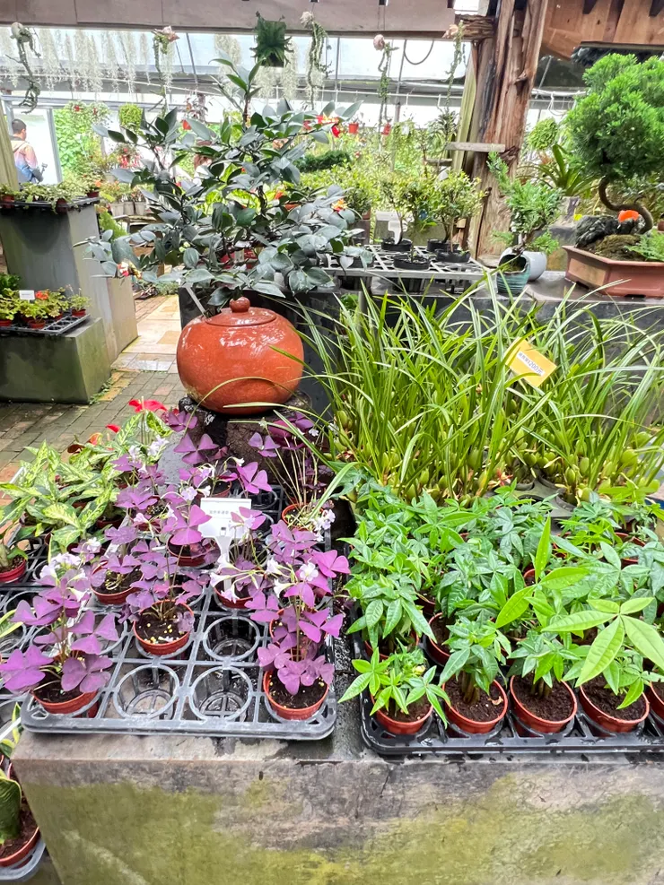 一進門就看見紫色四葉草🍀好可愛