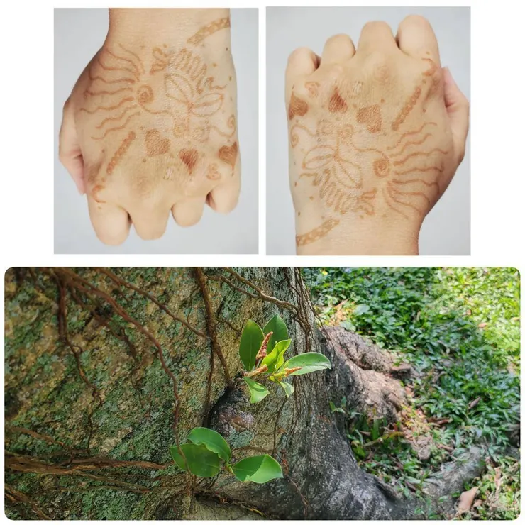 Henna上的鬚鬚，很像樹幹上的鬚鬚