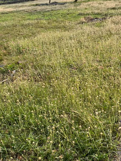 綠草如茵，藤蔓捲曲