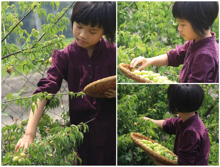 2023年大女兒亮妹妹採梅子的情形。