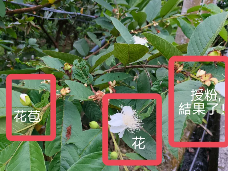 芭樂的花、花苞、授粉後的果實
