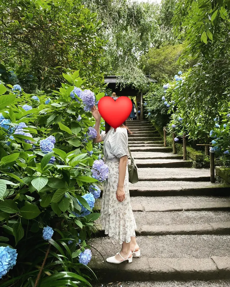 以繡球花代替圍籬是明月院最大的特色