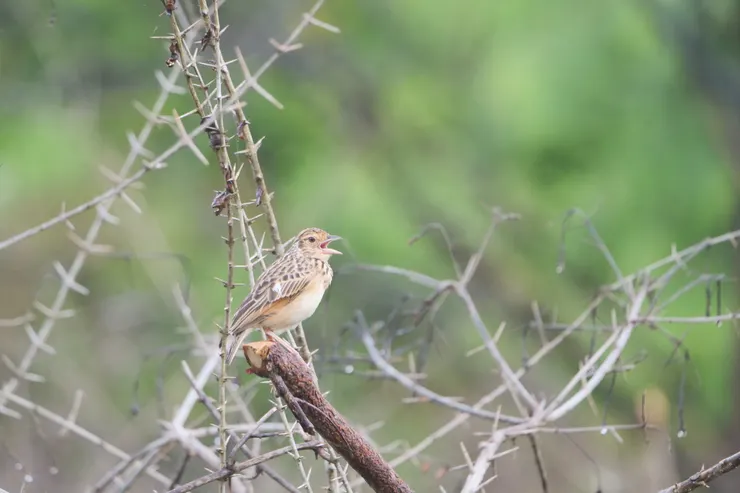 Jerdon's Bushlark