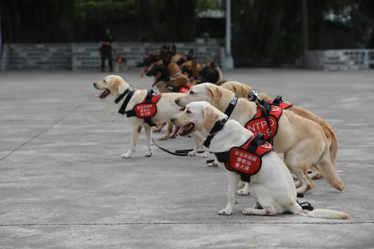 《K9 Canine》劇照／新北天際影展提供