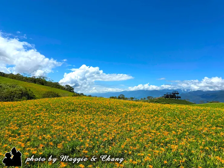 在藍天白雲的襯托下，那一片片橘黃色的花田依然充滿生命力。
