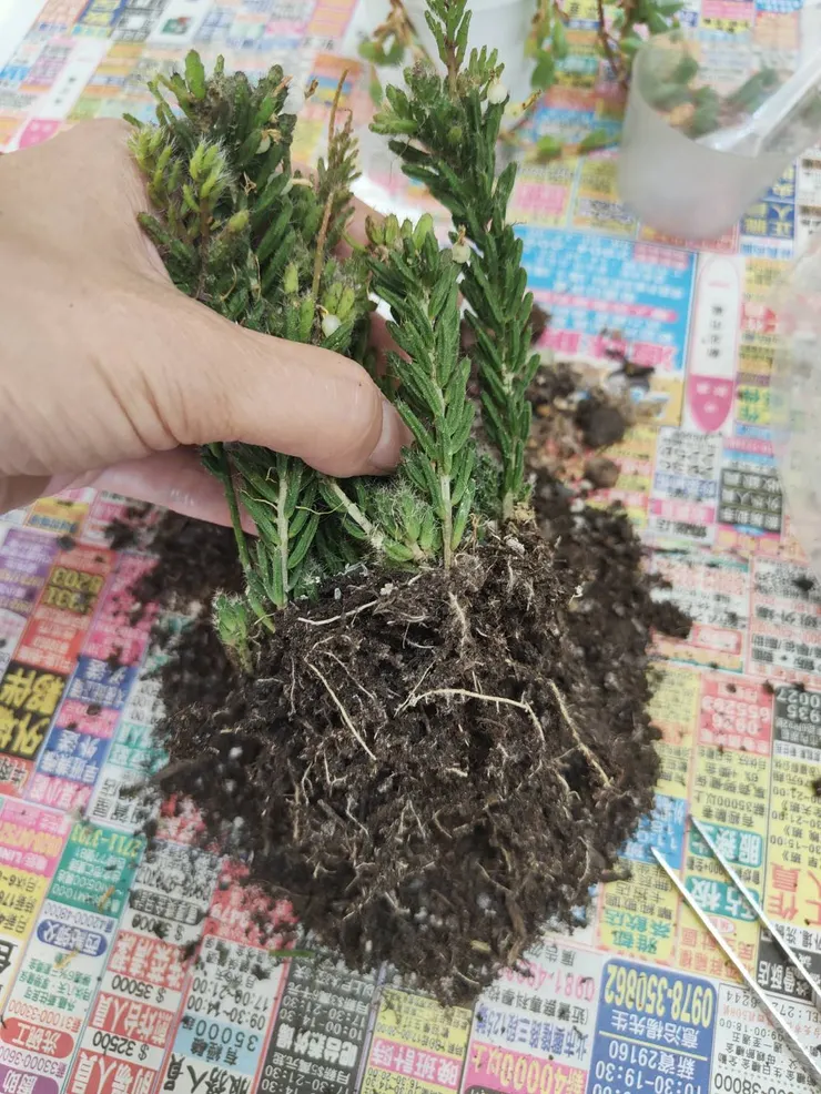 外面買回來的多肉一定要換土，因為外面的盆土容易結塊，怕有蟲染