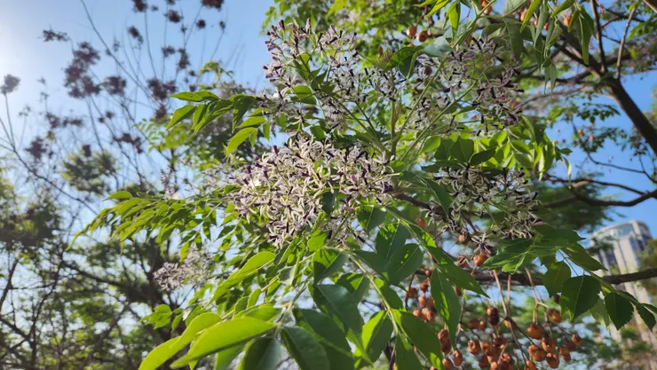 苦楝花：在台灣的盛開時間主要集中在每年 3月至4月（春季），花期短暫約僅 10 天至兩週，花朵為淡紫色並帶有獨特清香。