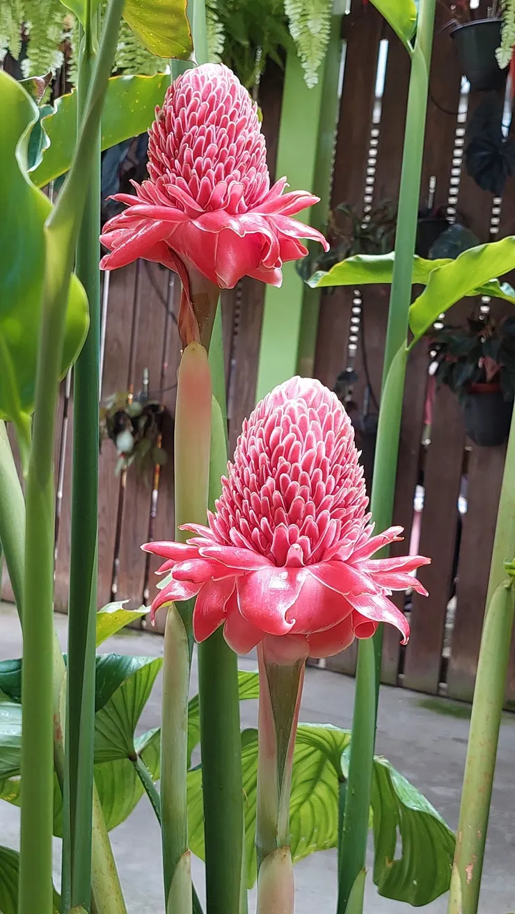 火炬薑，層層如蓮臺般的苞片，美得很不可思議，是夏季的熱門花材。攝自田尾菁芳園。