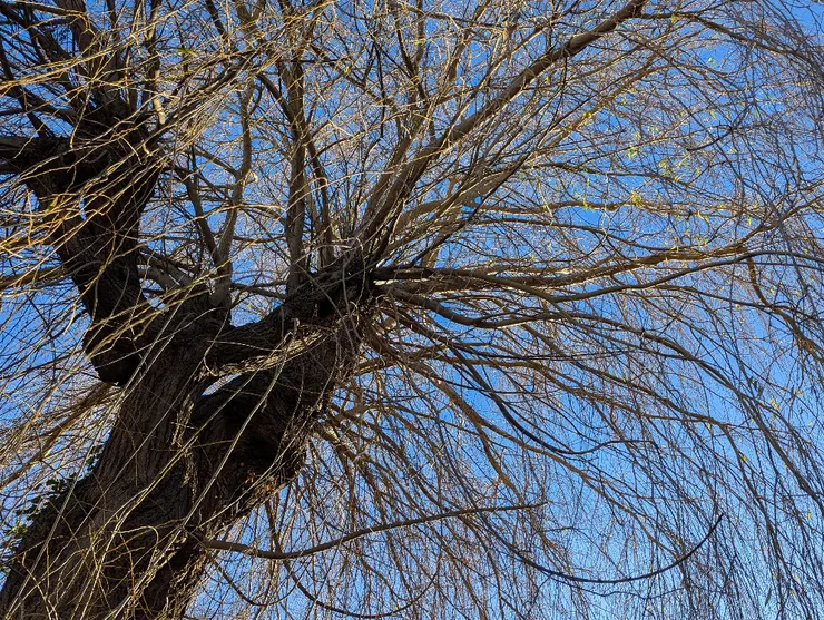 2026/01/05 小寒：微雪，住家巷口一戶人家後院，有參天柳樹一棵，每次外出散步必經過。節氣之始，以汝為證。    