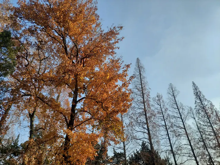 明故宮午朝門公園的樹景