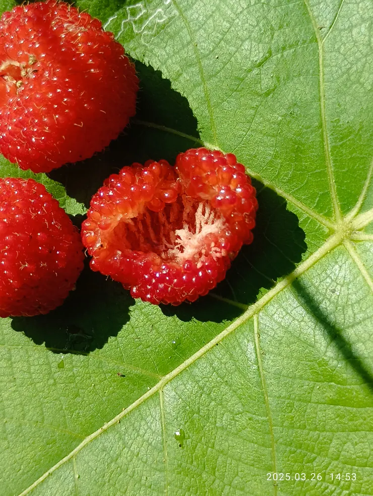 笠頂山所知唯一的懸勾子果實紅熟了！約如小指指節大