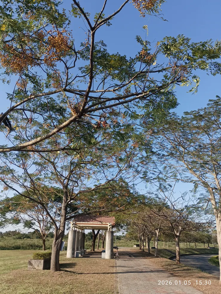 苦楝亭冷香飛上，皆自拍攝